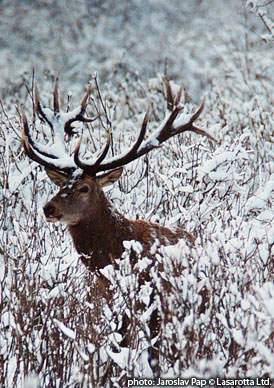 Deer