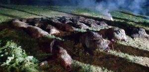Croatian Wild Boar