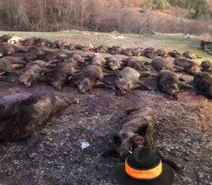 Croatian Wild Boar